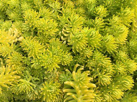 Sedum