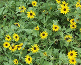 Beach/Dune Sunflower - Native