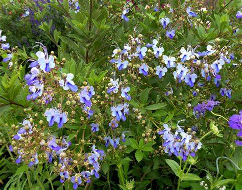Butterfly Clerodendrum