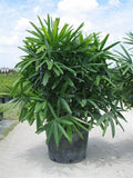 Lady Palm