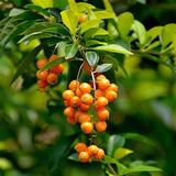 Gold Mound Duranta