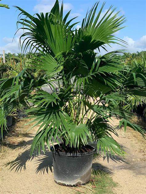 Chinese Fan Palm