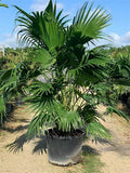 Chinese Fan Palm