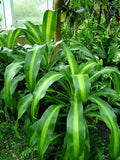 Corn Plant - Dracaena