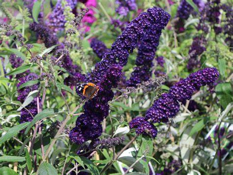 Buddleia - Black Knight