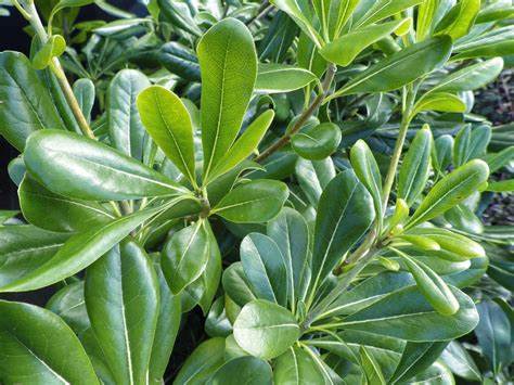 Pittosporum
