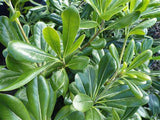 Pittosporum