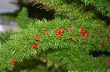 Foxtail Fern