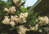 Dwarf Jasmine Tree - Radermachera