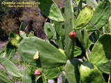 Prickly Pear Cochineal Cactus