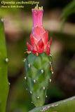 Prickly Pear Cochineal Cactus