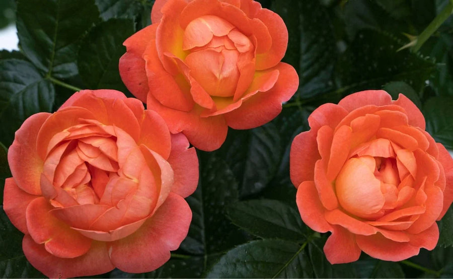 Knock Out Rose - Orange Glow