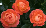 Knock Out Rose - Orange Glow