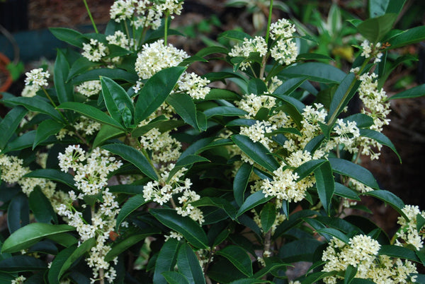 Tea Olive