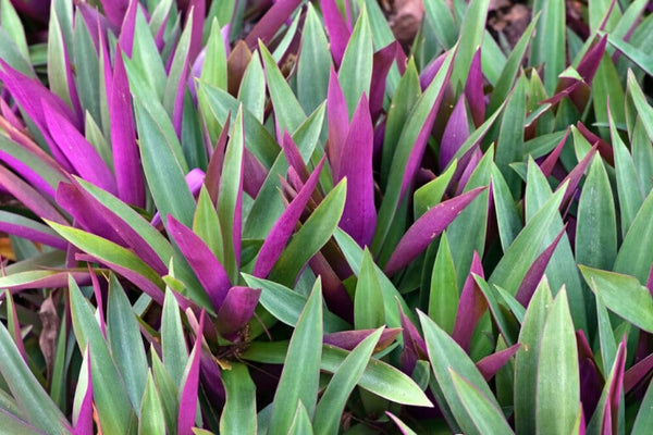 Oyster Plant