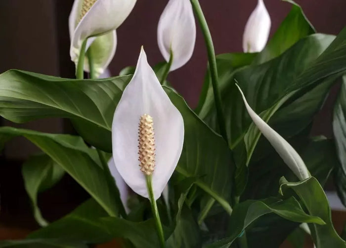 Dwarf Peace Lily