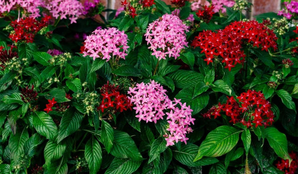 A group of Pentas plants with pink and red flowers.