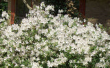 Azalea - GG Gerbing