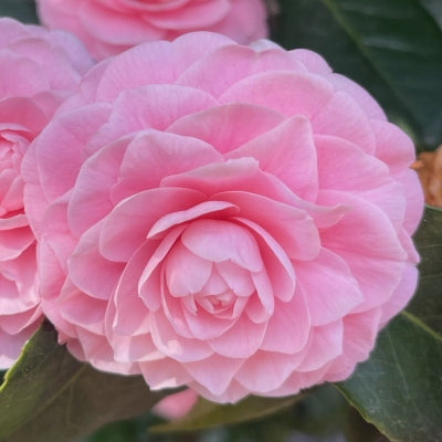 Camellia - Pink Perfection