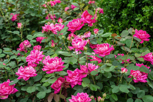 Knock Out Rose - Pink Double