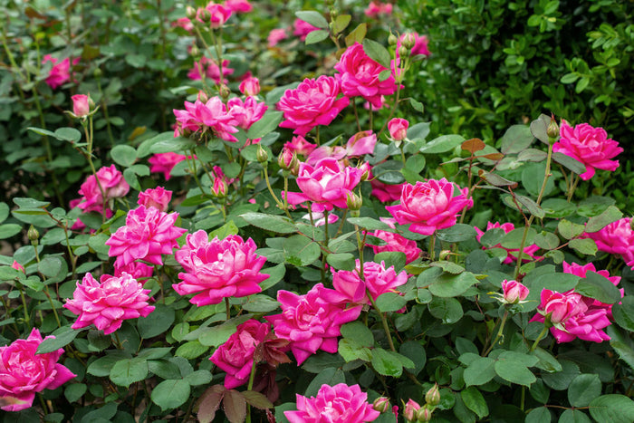 Knock Out Rose - Pink Double