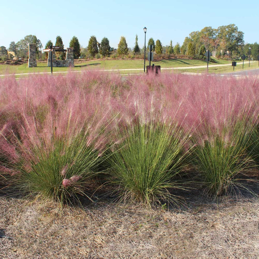 Muhly Grass