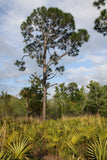Slash Pine