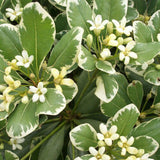 Pittosporum