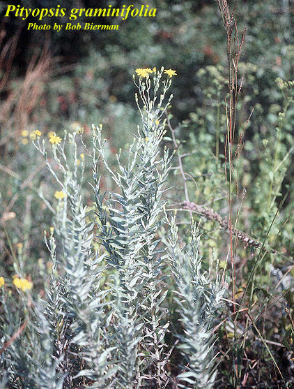 Narrowleaf Silkgrass - Native
