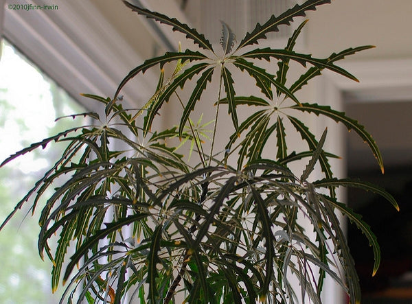 False Aralia