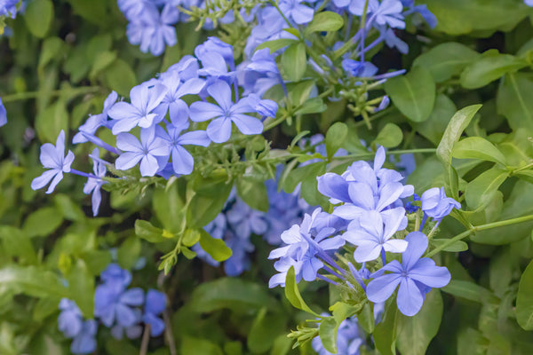 Blue Plumbago
