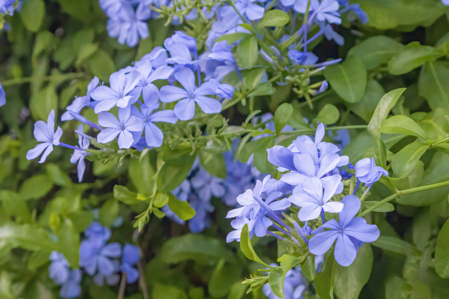 Blue Plumbago