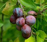 Fruit Plum