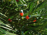 Podocarpus