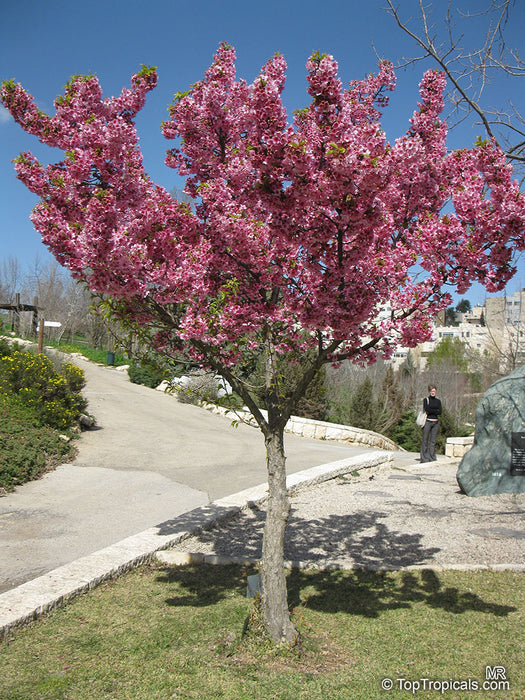 Taiwan Cherry Tree