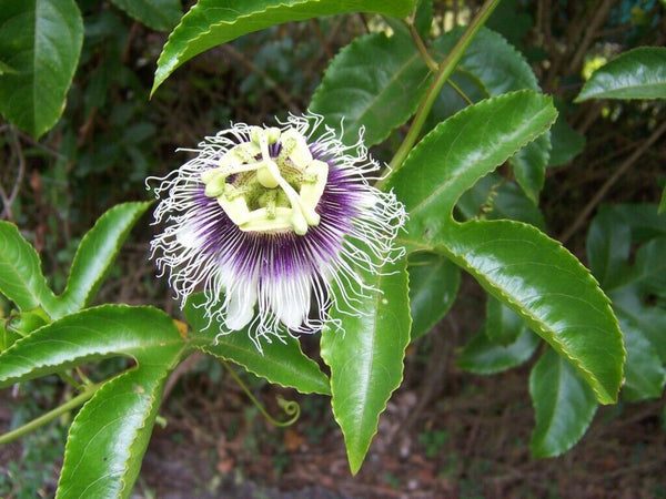 Possum Purple Passion Fruit