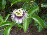 Possum Purple Passion Fruit