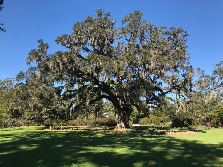 Southern Live Oak