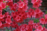 Azalea - Fashion