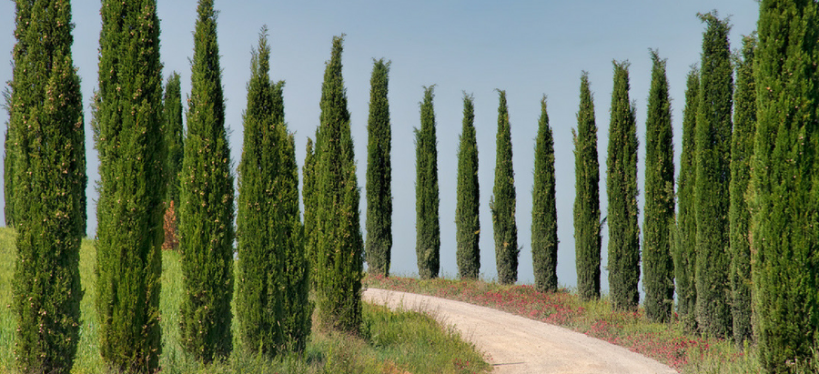 Italian Cypress