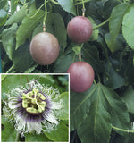 Possum Purple Passion Fruit
