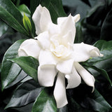 Gardenia - Four Seasons