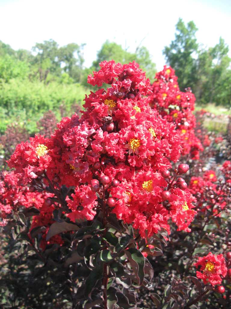 Crape Myrtle - Black Diamond Crimson Red