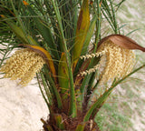 Roebelenii - Pygmy Date Palm