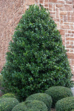 Nellie R. Stevens Holly