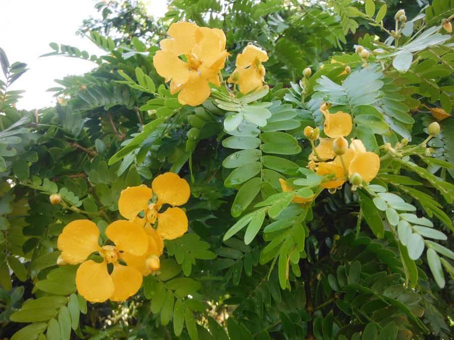 Verawood Tree