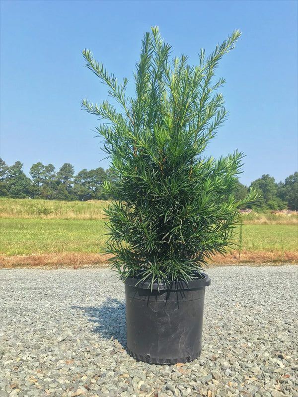 Podocarpus