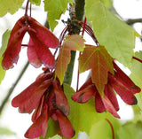 Red Maple