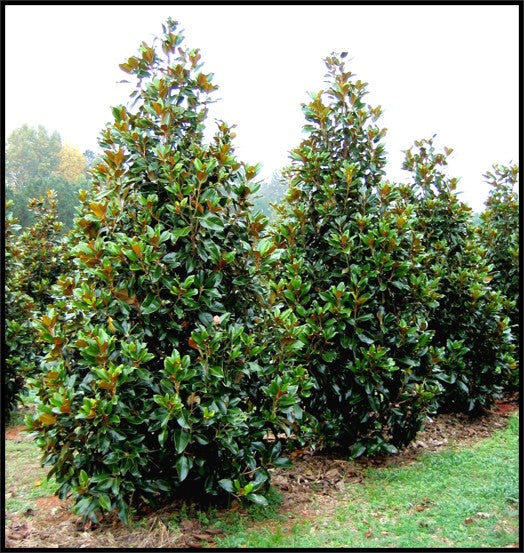 Magnolia Claudia Wannamaker
