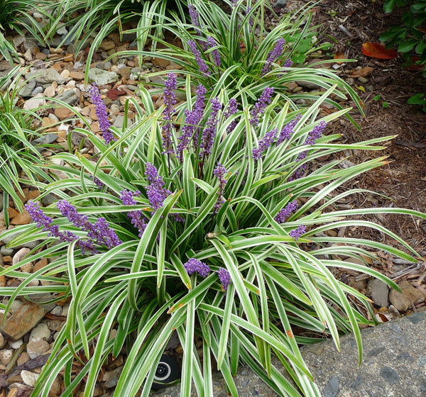 Aztec Grass - Variegated Liriope